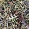 68 frozen leaves