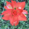 07 indian paintbrush