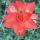 07 indian paintbrush