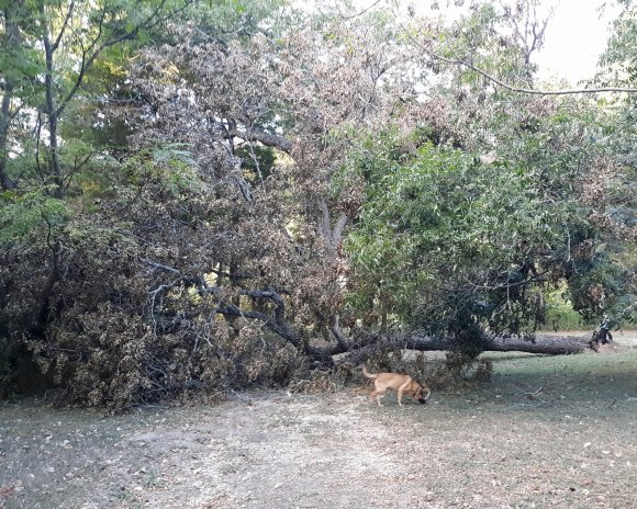 09 tree down3