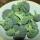 01 brocolli