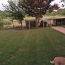 crepe myrtle pink grass