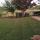 crepe myrtle pink grass