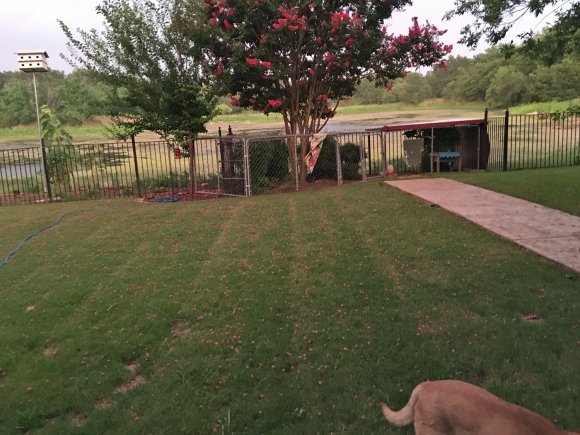 crepe myrtle pink grass