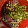 grapes2