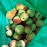 peaches