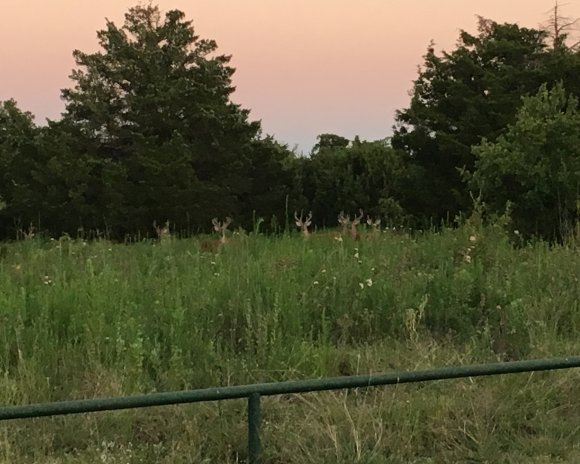 07 deer