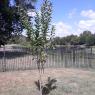 09 garden