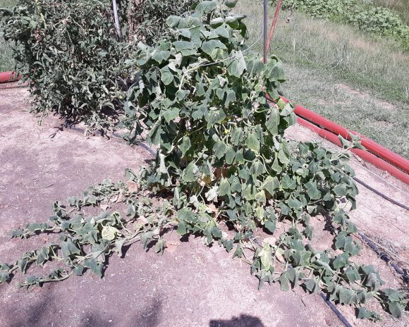 06 cucumber