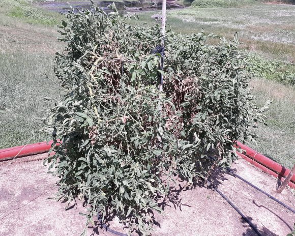 07 tomato