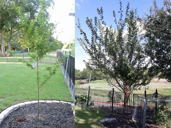 12 2yr compare plum