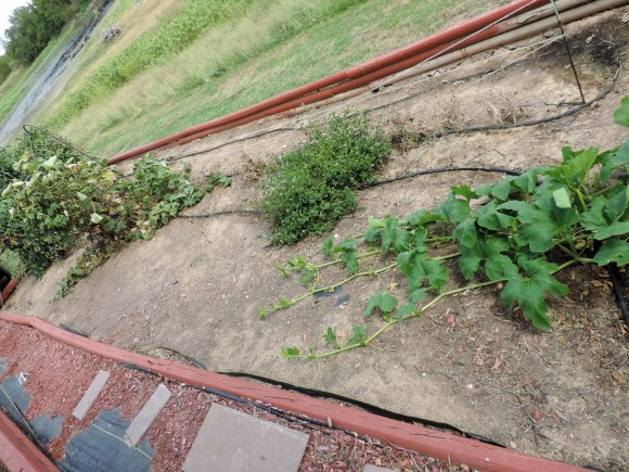 15 bed