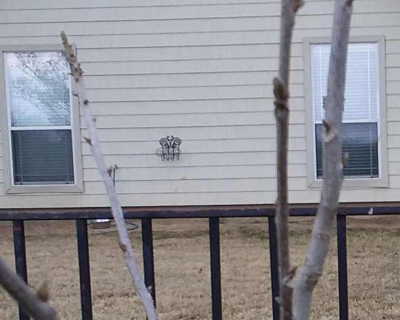 13 buds
