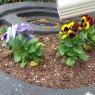 33 pansies