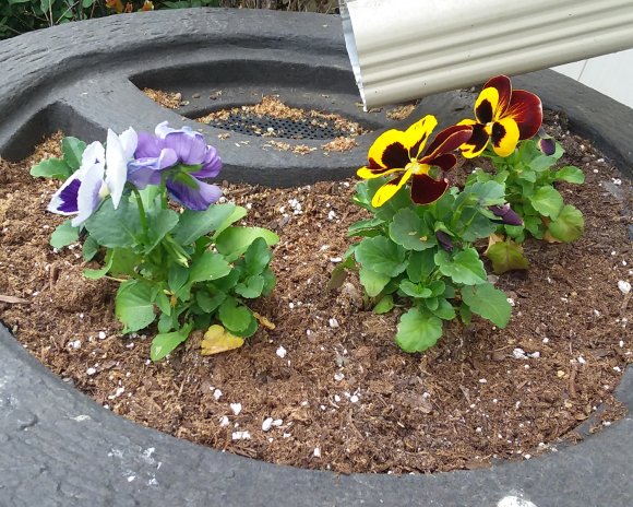 33 pansies