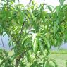 38 peaches