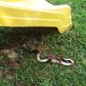 40 snake