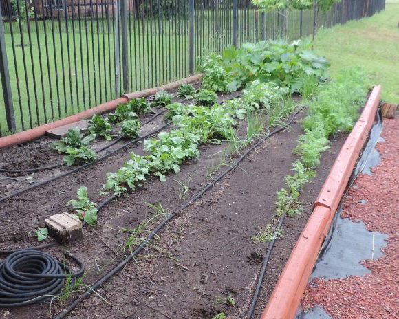 41 garden