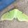 46 moth