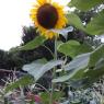 50 sunflower