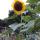 50 sunflower