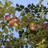 51 plum
