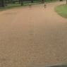 52 ducks on road