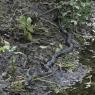 53 snake at have fun land