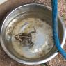 55 frog spa