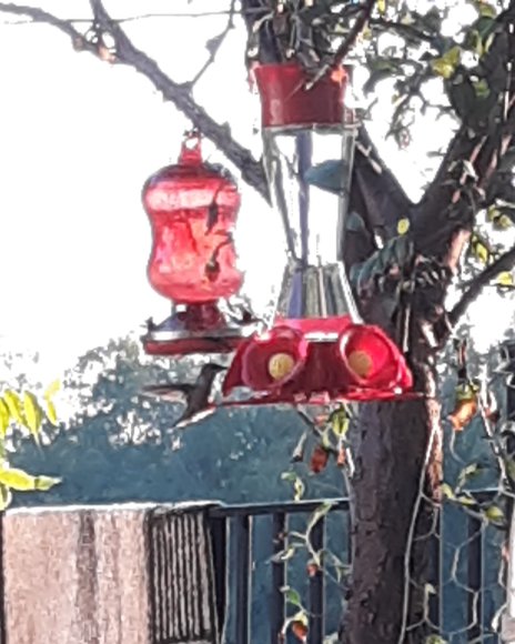76 hummingbird