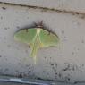 84 moth
