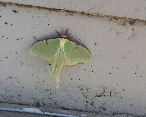 84 moth