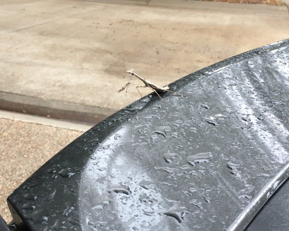 85 mantis
