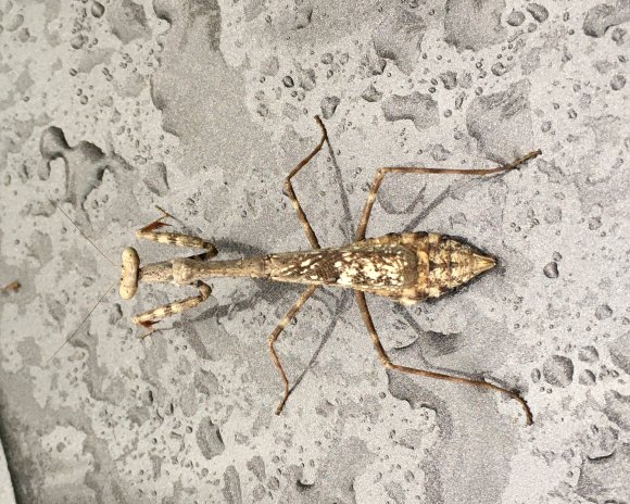 86 mantis