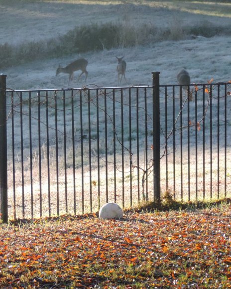 92 deer2