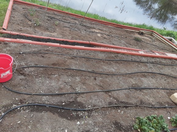 05 garden planted