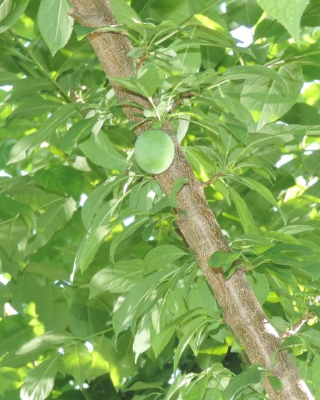 15 plum