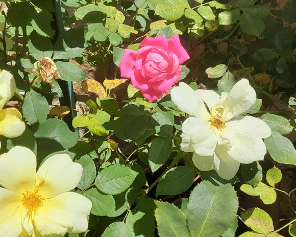 41 roses