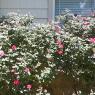 44 roses