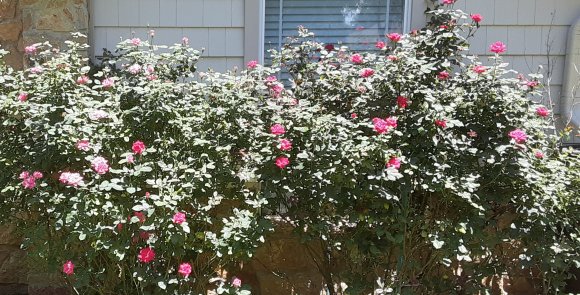 44 roses