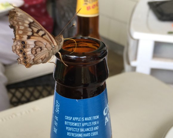 61 butterfly