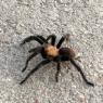 71 tarantula
