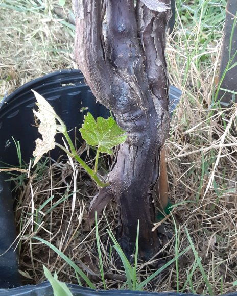 27 its alive grape