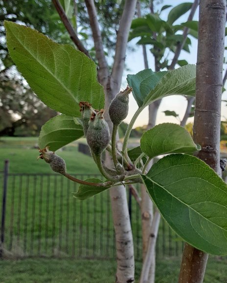 28 apples