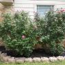 30 roses
