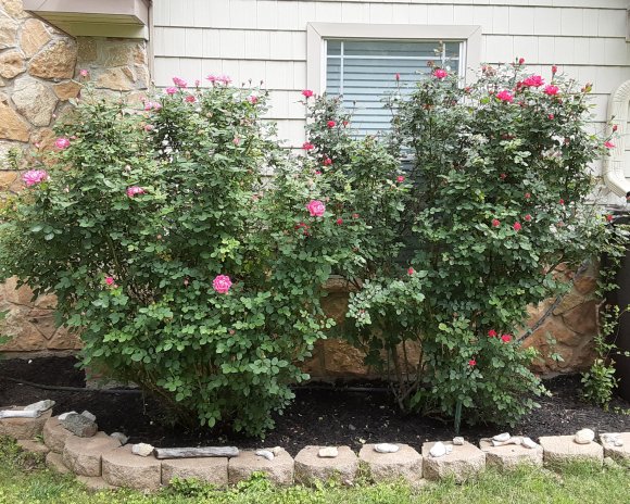 30 roses