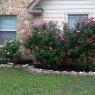 31 roses