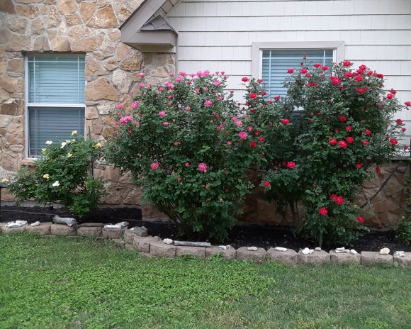31 roses