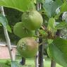34 apples2