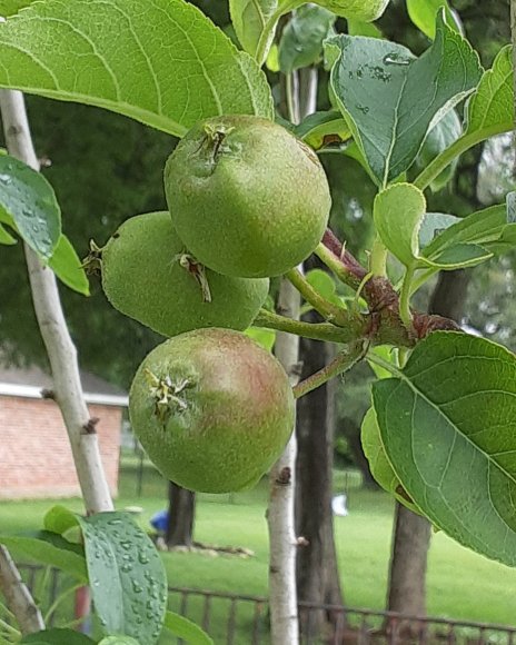 34 apples2